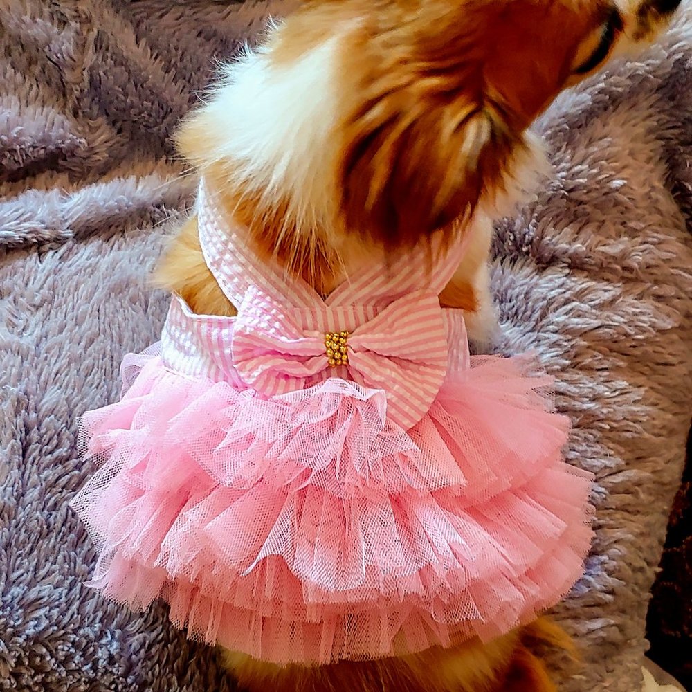Dress for Pet